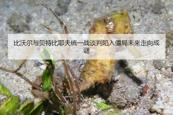 bi-wo-er-yu-bei-te-bi-ye-fu-tong-yi-zhan-tan-pan-xian-ru-jiang-ju-wei-lai-zou-xiang-cheng-mi-2-264.jpg
